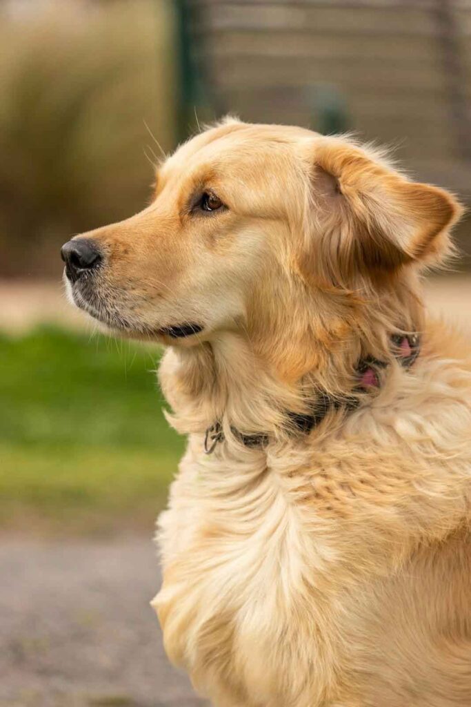 Top 5 Breeds with Gorgeous Double Coats.