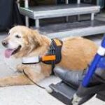 Most Common Types of Service Dogs