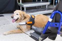Most Common Types of Service Dogs